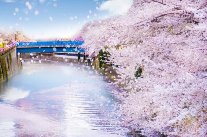 目黒桜を見ながらお散歩婚活ツアー